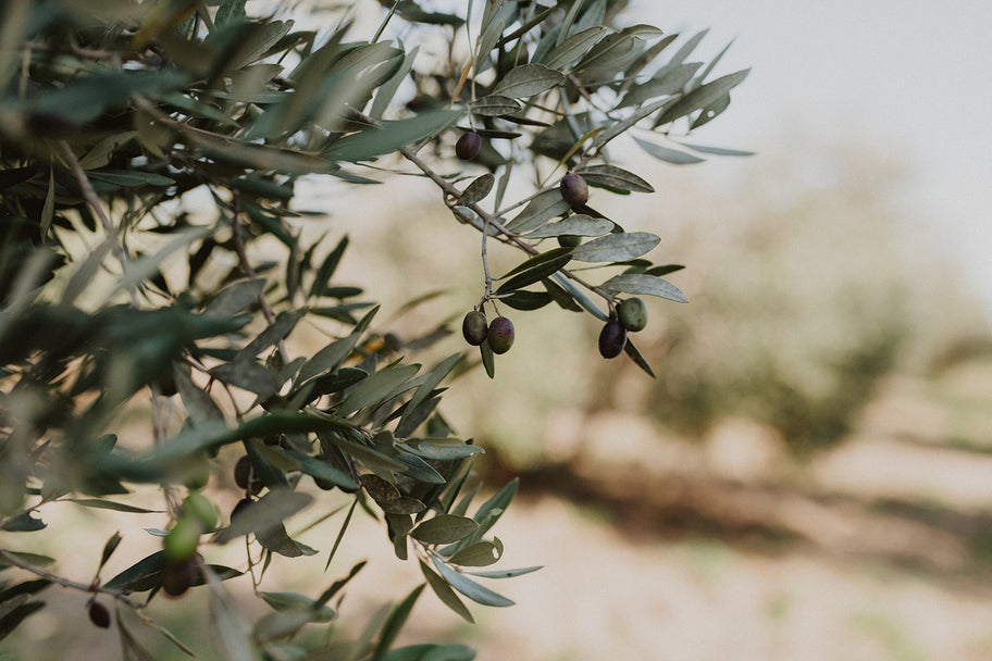 Griechisches Olivenöl